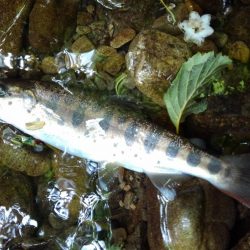 渓流ミノーイング ～長良川水系～